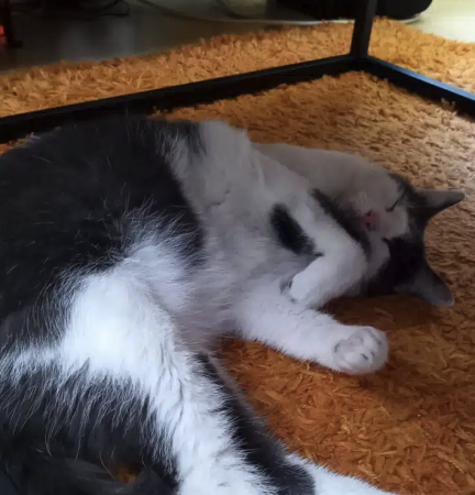 Donne chat de 4ans – Chat / Chaton à donner à Nord (59)