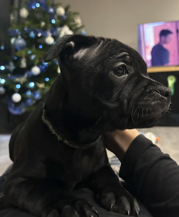 Vends magnifiques Staffies noir LOF – Autre animal à vendre à Rhône (69)