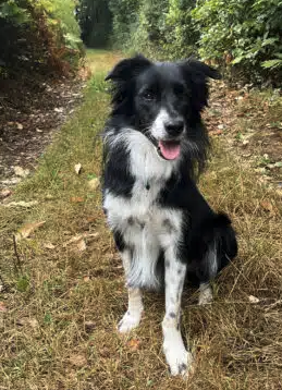 Donne chien très gentil – Chien / Chiot à donner à Grenoble (38)