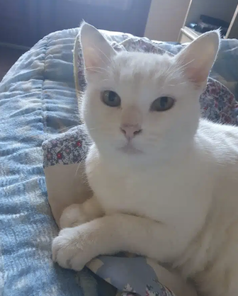 Donne chat mâle blanc – Chat / Chaton à donner à Haute-Garonne (31)