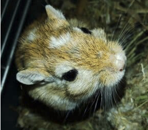 Don 2 gerbilles 🐹 – Rongeur à donner à Bouches-Du-Rhône (13)