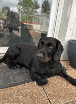 Donne chien Kopov croisé Drahthaar – Chien / Chiot à donner à Meurthe-Et-Moselle (57)