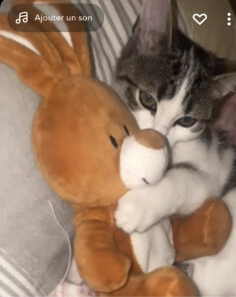 Chatte – Chat / Chaton à vendre à Bas-Rhin (67)