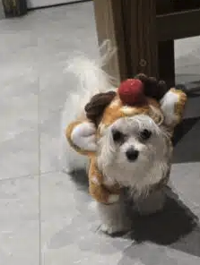 Vend son petit bichon maltais toy – Chien / Chiot à vendre à Corrèze