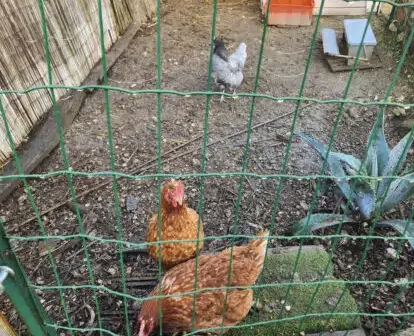 Donnes poules pondeuses – Ferme / Basse-cour à donner à Charente-Maritime