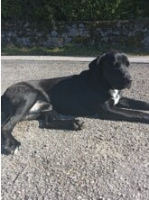Don Chien – Chien / Chiot à donner à Corrèze