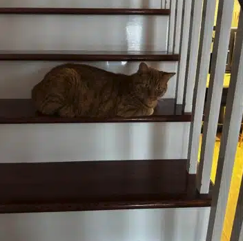 Chat à donner – Chat / Chaton à donner à Québec