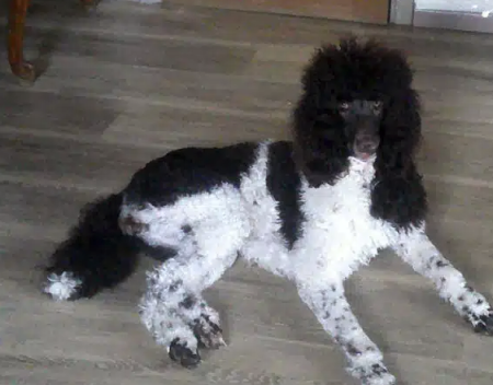 Vd jeune femelle caniche royal – Chien / Chiot à vendre à Namur