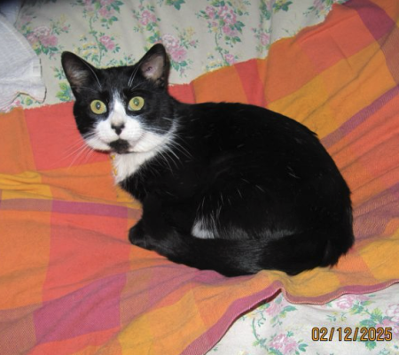 Donne chat noir et blanc comme Félix de la publicité – Chat / Chaton à donner à Loiret (45)