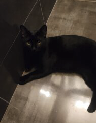Chat noir castré – Chat / Chaton à donner à Aveyron