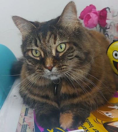 Bébille cherche une maison à la campagne – Aidez-moi à lui trouver la vie qu’elle mérite – Chat / Chaton à donner à Saint-Jacques (02)