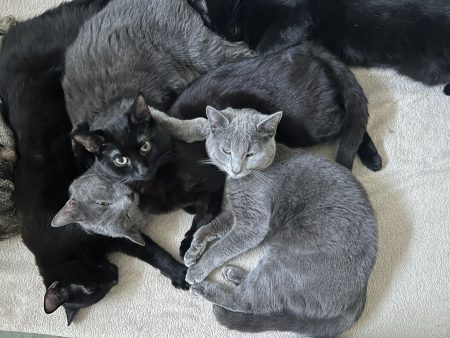 Chat a adopter – Chat / Chaton à donner à Aubervilliers (93)