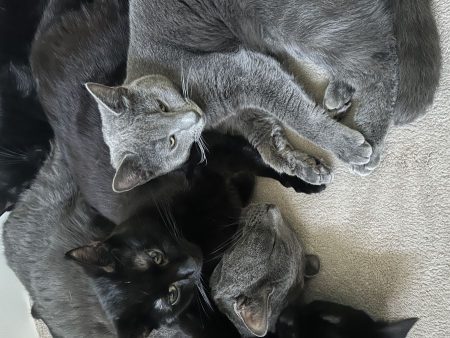 Chat a adopter Chat a adopter – Chat / Chaton à donner à Aubervilliers (93) (photo 2)