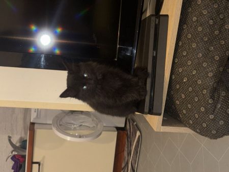 Chat 7 mois – Chat / Chaton à donner à Louhans (71)