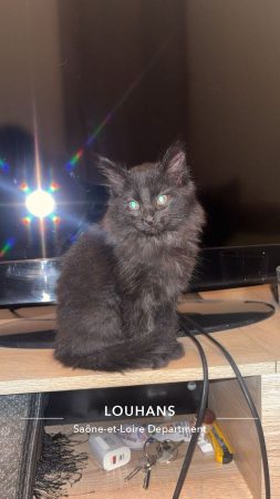 Chat 7 mois – Chat / Chaton à donner à Louhans (71) (photo 2)