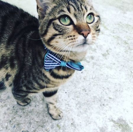Je recherche un.e nouveau.elle maître.sse pour mon chat Sushi Je recherche un.e nouveau.elle maître.sse pour mon chat Sushi – Chat / Chaton à donner à Lille (59) (photo 2)
