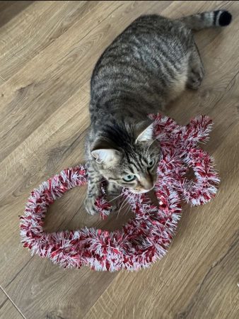 Je recherche un.e nouveau.elle maître.sse pour mon chat Sushi Je recherche un.e nouveau.elle maître.sse pour mon chat Sushi – Chat / Chaton à donner à Lille (59) (photo 3)
