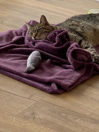Je recherche un.e nouveau.elle maître.sse pour mon chat Sushi Je recherche un.e nouveau.elle maître.sse pour mon chat Sushi – Chat / Chaton à donner à Lille (59) (photo 6)