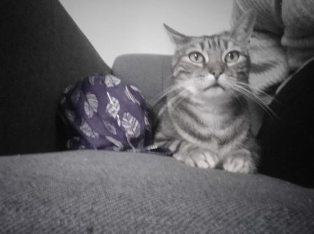 Donne chat adulte – Chat / Chaton à donner à Arpajon (91) (photo 3)