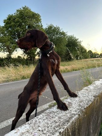 Nox – jeune chien Griffon/Korthals Nox – jeune chien Griffon/Korthals – Chien / Chiot à donner à Arles (13) (photo 2)