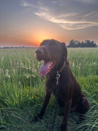 Nox – jeune chien Griffon/Korthals – Chien / Chiot à donner à Arles (13)