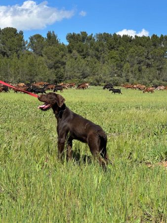 Nox – jeune chien Griffon/Korthals Nox – jeune chien Griffon/Korthals – Chien / Chiot à donner à Arles (13) (photo 3)