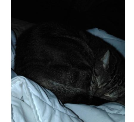 Donne chat adulte – Chat / Chaton à donner à Arpajon (91)