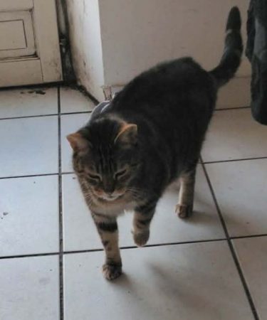Donne chat adulte – Chat / Chaton à donner à Arpajon (91) (photo 2)