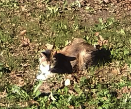 A adopter petit chat – Chat / Chaton à donner à Aisne
