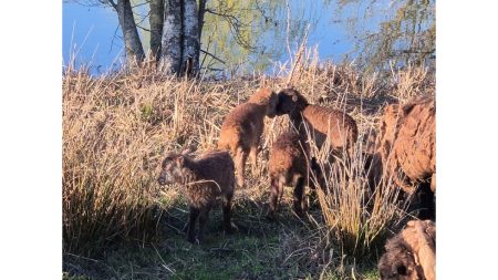 Agneaux Ouessant – Ferme / Basse-cour à vendre à Eure-Et-Loir (28)