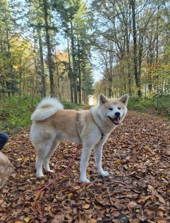 Akita Inu mâle 3 ans – cherche nouvelle famille Nous cherchons une nouvelle famille pour Yuki, Akita Inu mâle de 3 ans, – Chien / Chiot à donner à Arques La Bataille (76)