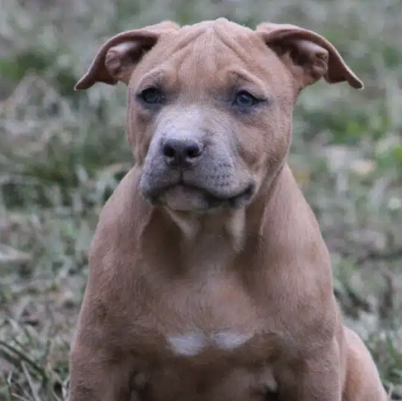 American Staffordshire terrier LOF – Autre animal à vendre à Haut-Rhin