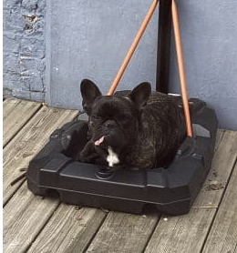 Bouledogue français – Chien / Chiot à donner à Nord (59)