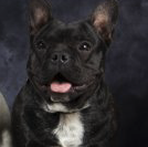 Bouledogue Français mâle 2 ans et demi – Chien / Chiot à donner à Seine-Saint-Denis (93)