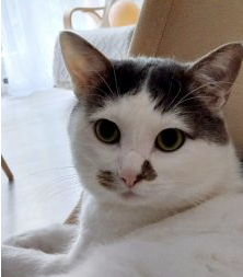 Chat à adopter (Don) Chat à adopter (Don) – Chat / Chaton à donner à Val-De-Marne (94)