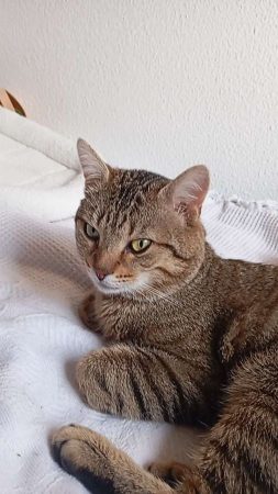 Chat de 1 an – Chat / Chaton à donner à Blois (41)