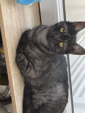 Chat femelle a donner contre bon soins – Chat / Chaton à donner à Landes