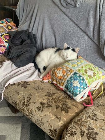 Chat mâle de 10 ans, très sociable et affectueux à adopter Chat mâle de 10 ans, très sociable et affectueux à adopter – Chat / Chaton à donner à Caen (14) (photo 2)