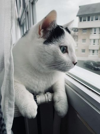 Chat mâle de 10 ans, très sociable et affectueux à adopter Chat mâle de 10 ans, très sociable et affectueux à adopter – Chat / Chaton à donner à Caen (14) (photo 3)