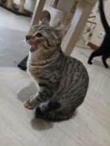 Chaton a donner Chaton a donner – Chat / Chaton à donner à Hérault (34)