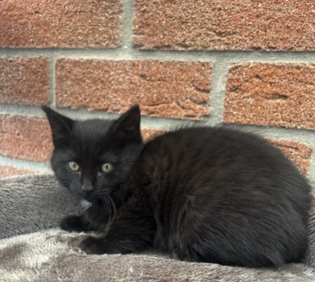 Chaton – Chat / Chaton à donner à Pas-De-Calais (62)
