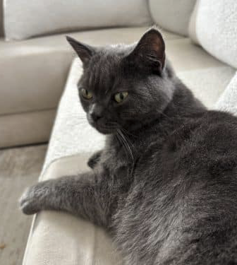 Chaton trop mignon – Chat / Chaton à donner à Bas-Rhin (67)