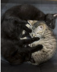 Chatons à l’adoption – Chat / Chaton à adopter à Yonne