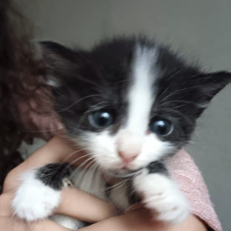 Chatons Chatons – Chat / Chaton à donner à Isère (38)