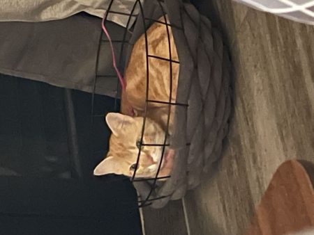 Chatte câline à adopter – cherche famille aimante Chatte câline à adopter – cherche famille aimante – Chat / Chaton à donner à Ile De France (93) (photo 2)