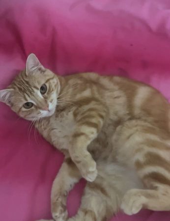 Chatte câline à adopter – cherche famille aimante – Chat / Chaton à donner à Ile De France (93)