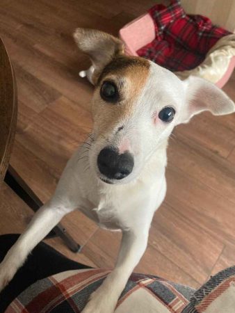 Chercher foyer adapté pour chienne attachante – Chien / Chiot à donner à Chevilly Larue (94)