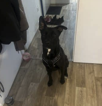 Chien à donner – Chien / Chiot à donner à Essonne (91)