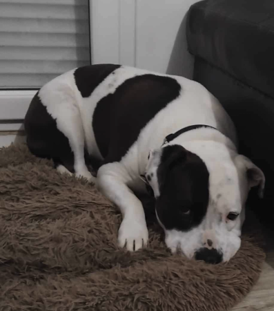 Chien croisé – Chien / Chiot à donner à Seine-Et-Marne (77)