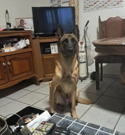 Chien malinoi vendu – Chien / Chiot à vendre